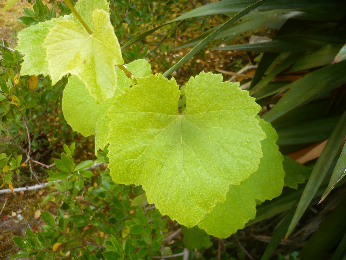 Vitis vinifera subsp. sylvestris (Vitaceae)